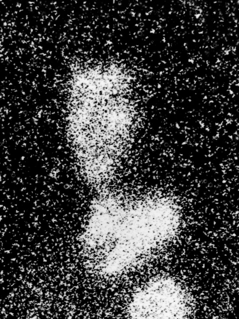 © Maxim Ivanov - Alexey Shishkin from Mordovia. Close-up portrait taken on film through a microscope.