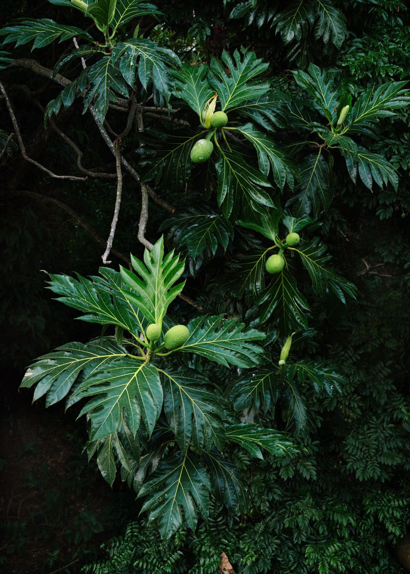 © Sarah Jade Sullivan - The breadfruittree