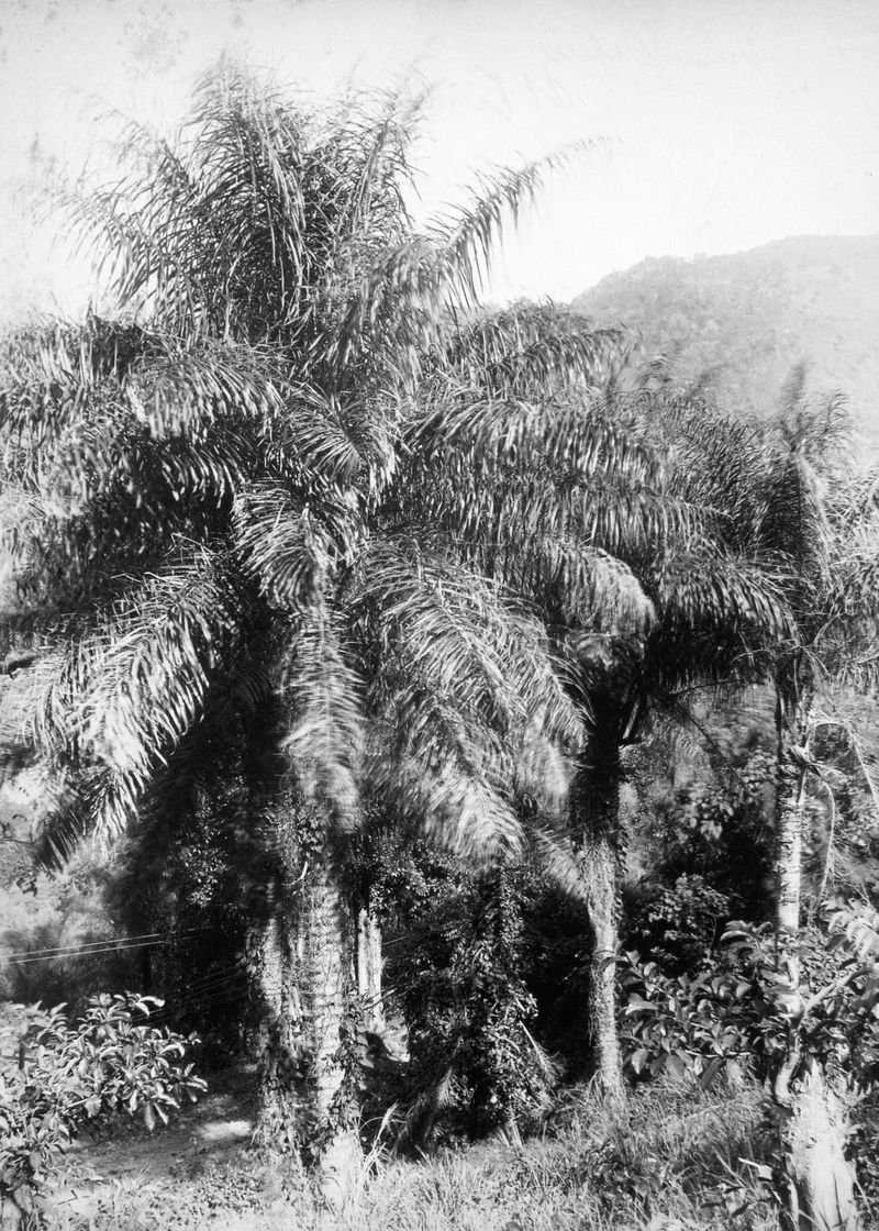 © Sarah Jade Sullivan - PALMS IN THE WINDARCHIVES OF ST. VINCENT AND THE GRENADINES, KINGSTOWN. SCANNED IN 2024. ©