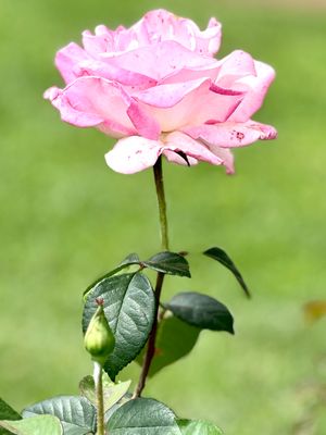 Morning and Evening Light