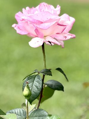 Morning and Evening Light