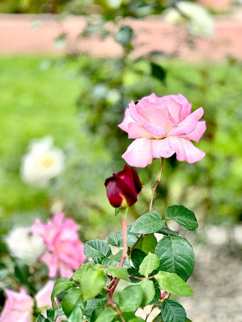 © Kriss Perras - Image from the Morning and Evening Light photography project