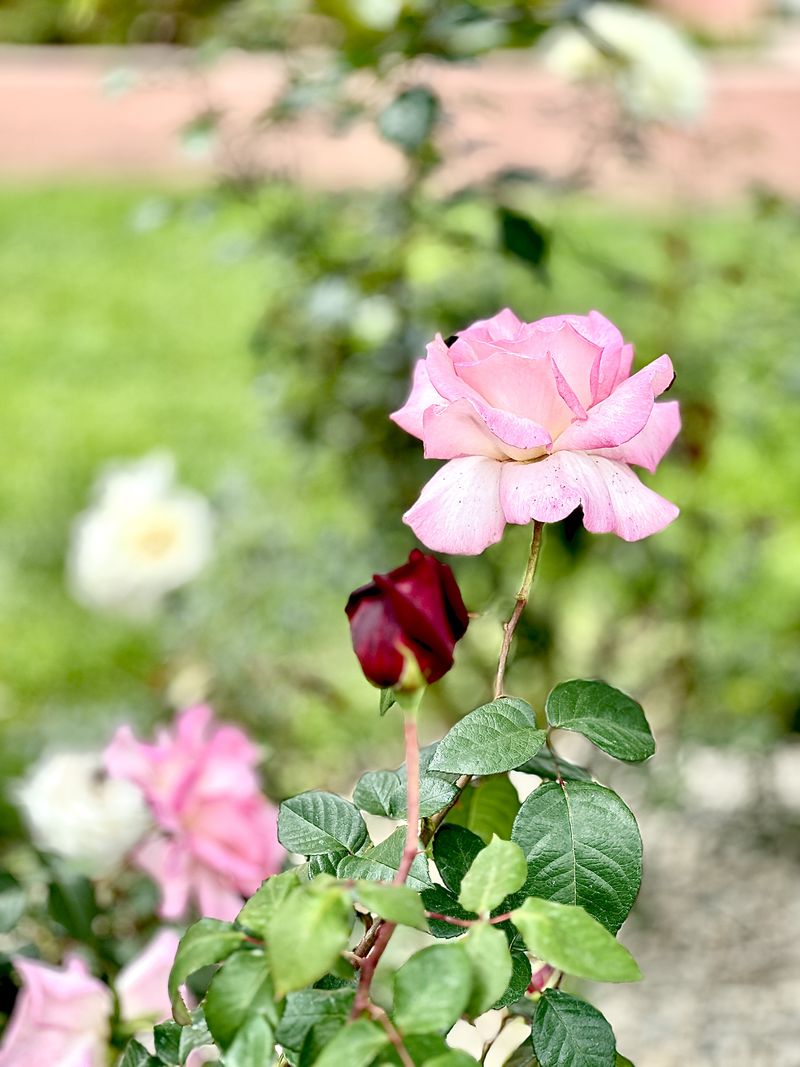 © Kriss Perras - Image from the Morning and Evening Light photography project