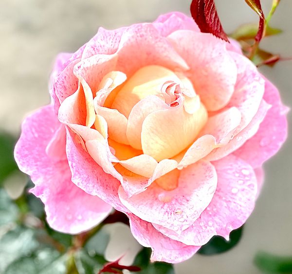 © Kriss Perras - Image from the Morning and Evening Light photography project