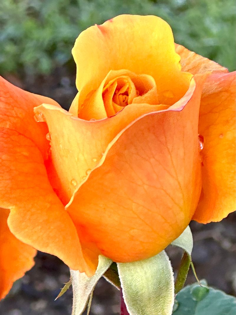 © Kriss Perras - Image from the Morning and Evening Light photography project