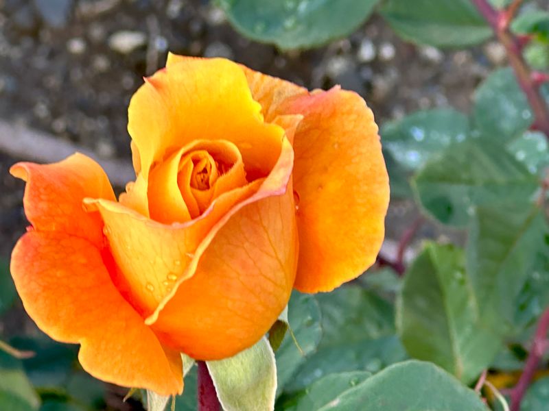 © Kriss Perras - Image from the Morning and Evening Light photography project