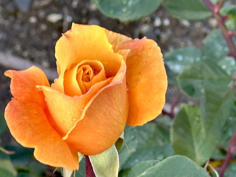 © Kriss Perras - Image from the Morning and Evening Light photography project