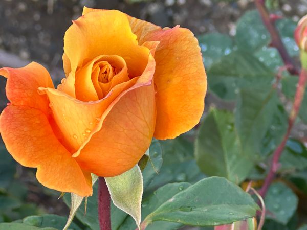 © Kriss Perras - Image from the Morning and Evening Light photography project