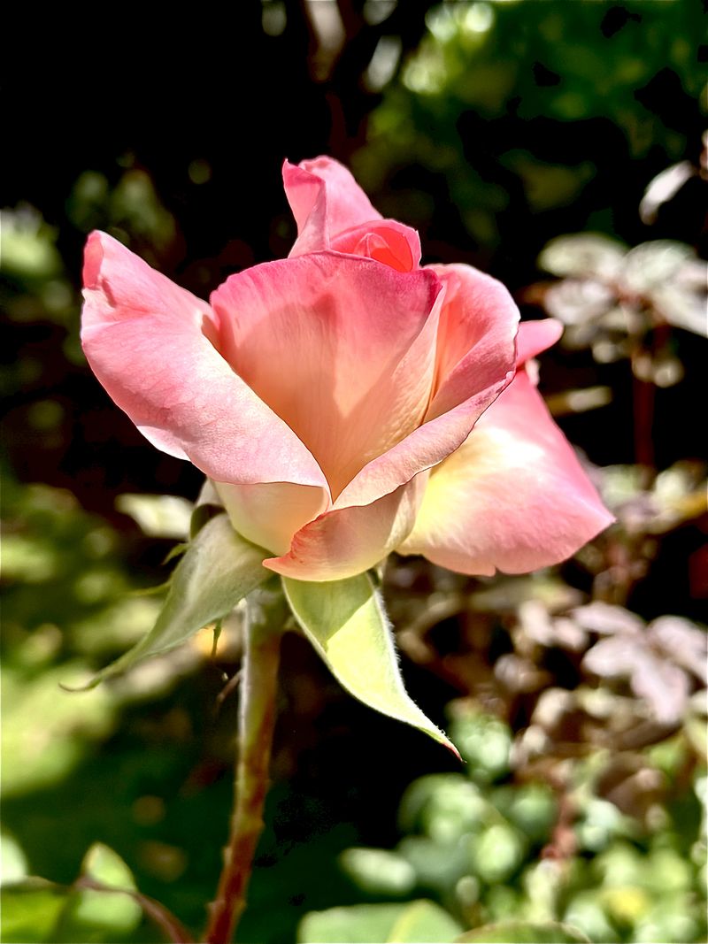 © Kriss Perras - Image from the Morning and Evening Light photography project