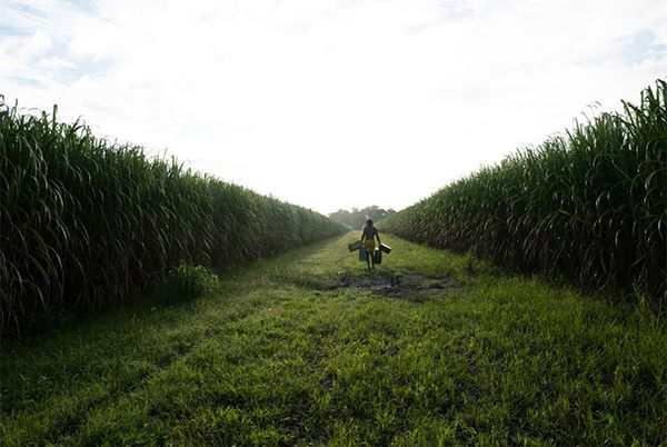 © Adrian Burrell (United States of America), "The Saints Step in Kongo Time"
