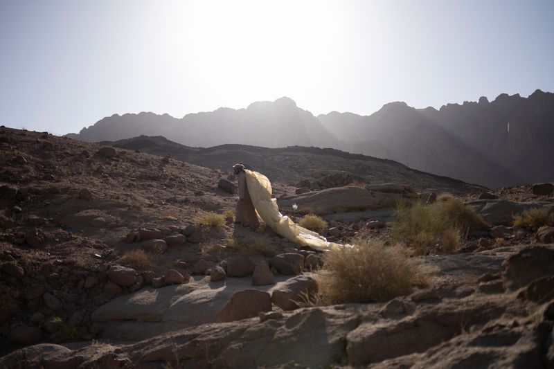 © Rehab Eldalil (Egypt), "South Sinai Flora Field Guide"