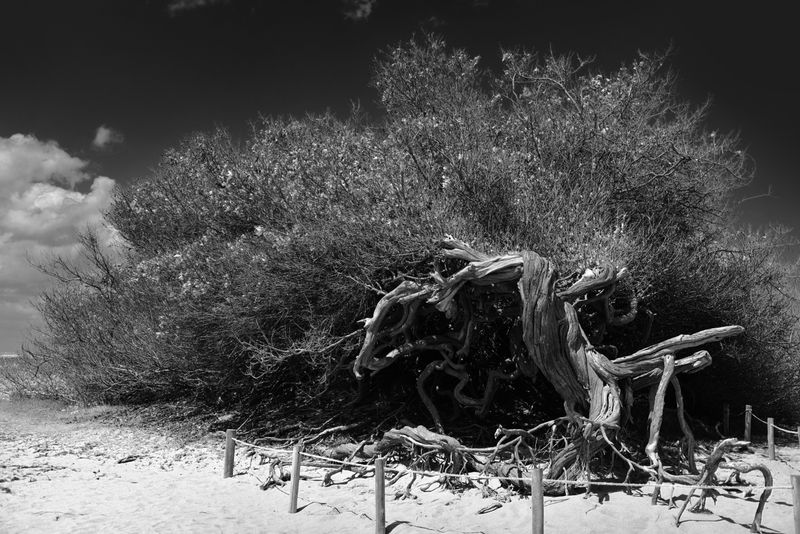 © Sergio Fadul - 12.	Protected Remnant — Ceará, 2026(Fenced fallen tree — Preá)