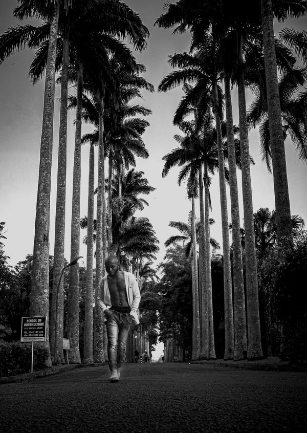 TREES