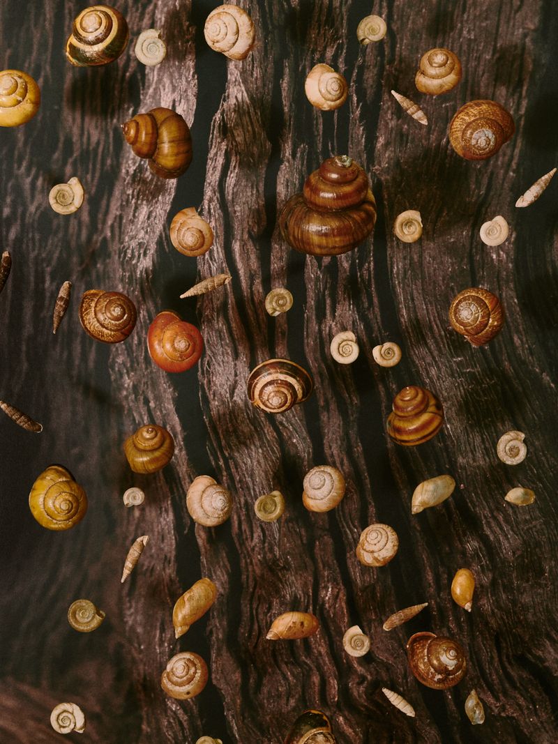 © Caroline Heinecke - © CarolineHeinecke, Masters of Things – Molluscs from the Leipzig floodplain forest