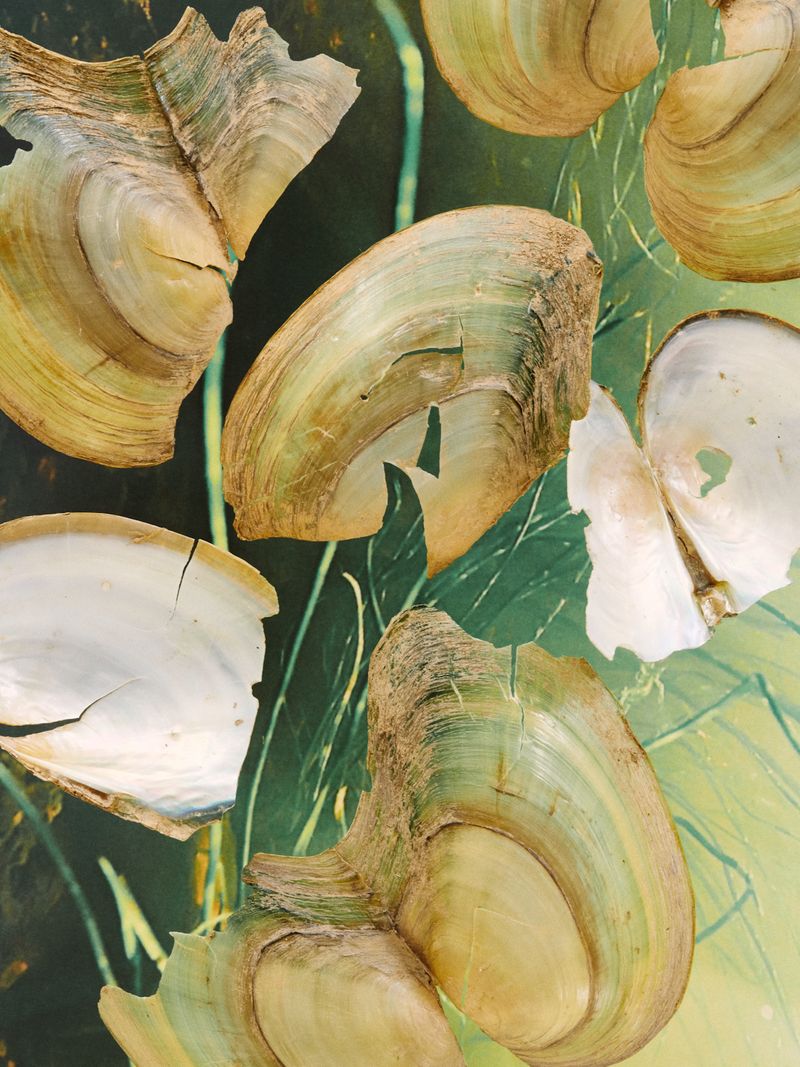 © Caroline Heinecke - © CarolineHeinecke, Masters of Things – Molluscs from the Leipzig floodplain forest