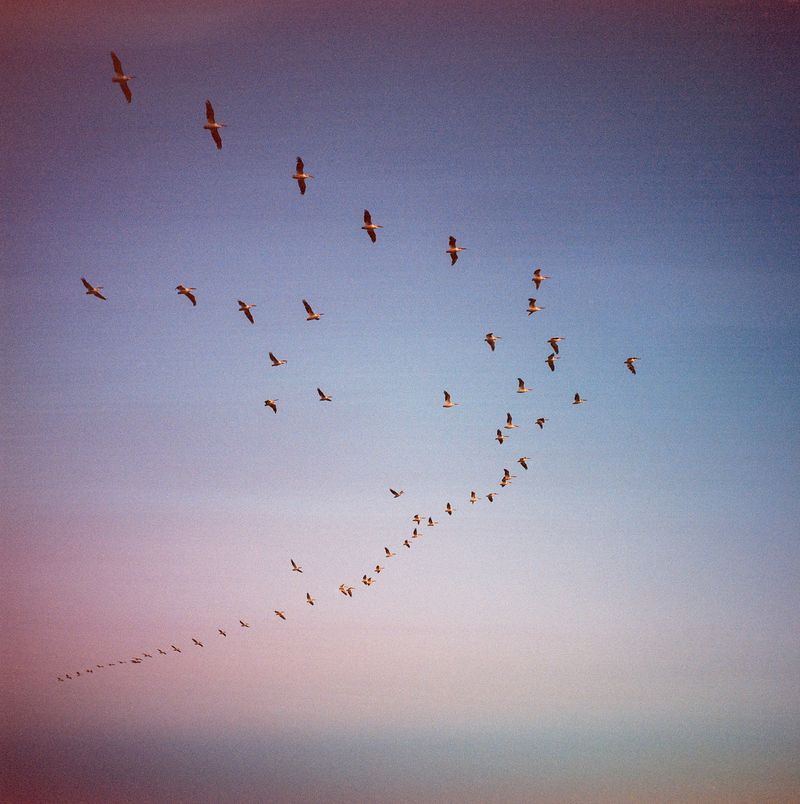 © Aaron Vincent Elkaim - A flock of Pelicans migrate over Playgreen Lake near Norway House First Nation on their way south for the winter season.