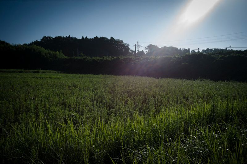 © Soichiro Koriyama - Image from the Fukushima “Black rain” photography project