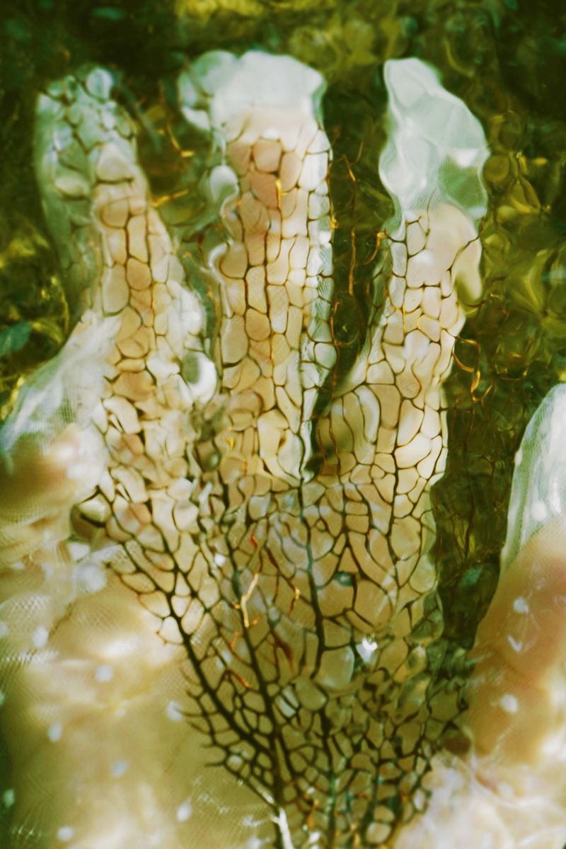 © Nasrah Omar - Isha's Dream Metamorphosing
