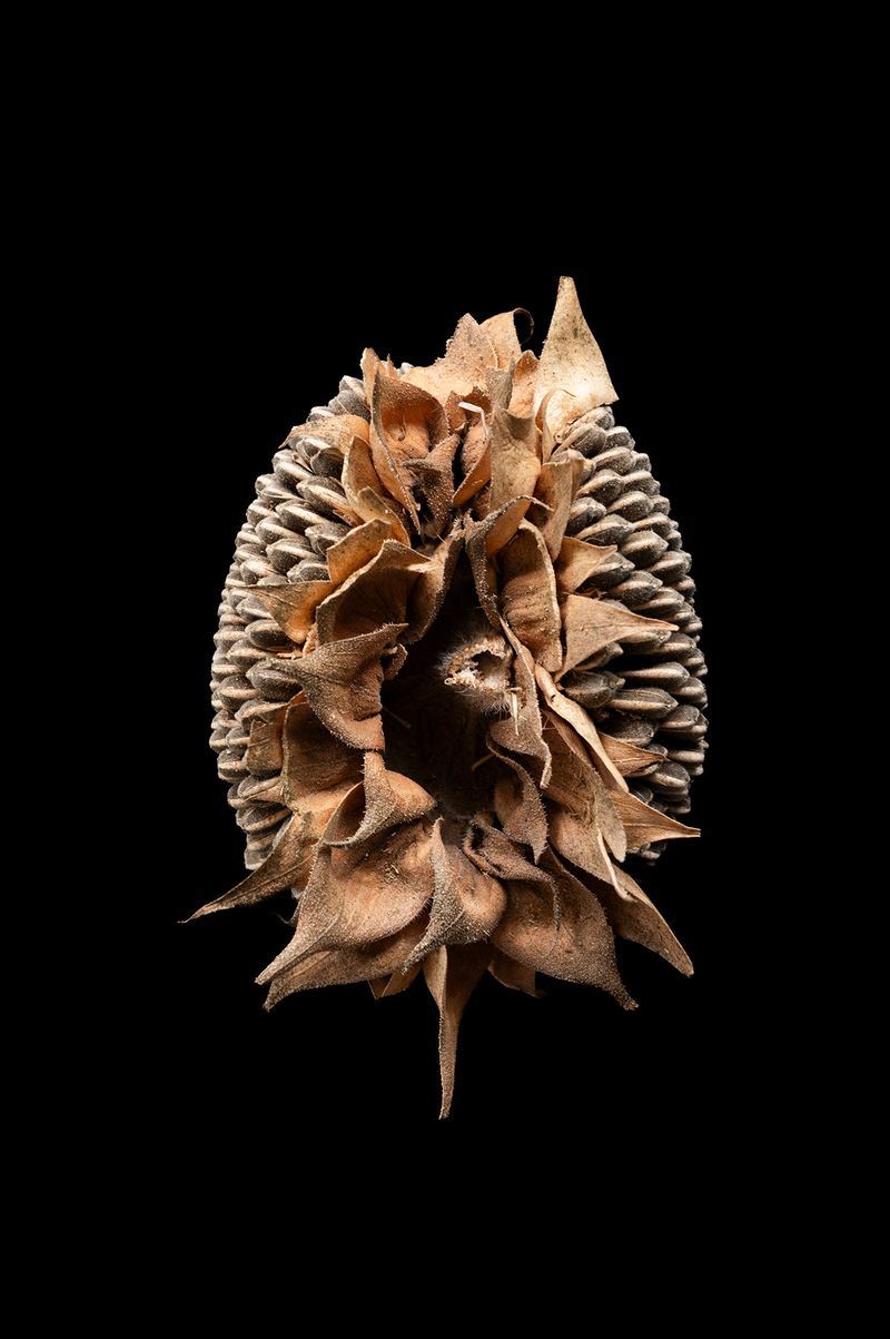 © Francesca Cirilli - Image from the PREGNANT WITH ALL THE SEASONS [Gravida di tutte le stagioni] photography project