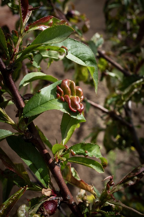 © Francesca Cirilli - Image from the PREGNANT WITH ALL THE SEASONS [Gravida di tutte le stagioni] photography project