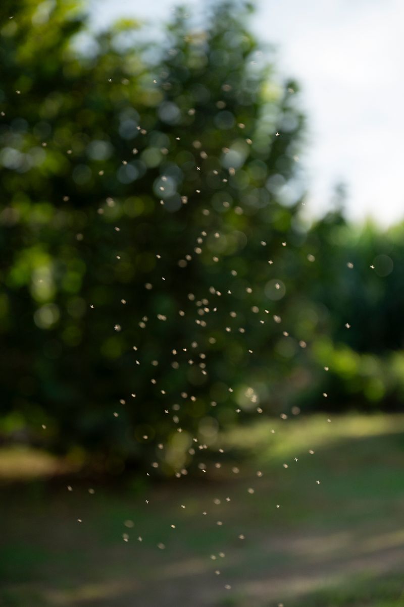 © Francesca Cirilli - Image from the PREGNANT WITH ALL THE SEASONS [Gravida di tutte le stagioni] photography project