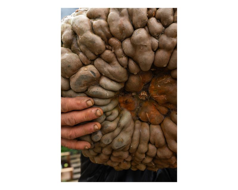 © Francesca Cirilli - Image from the Pregnant with all the seasons photography project