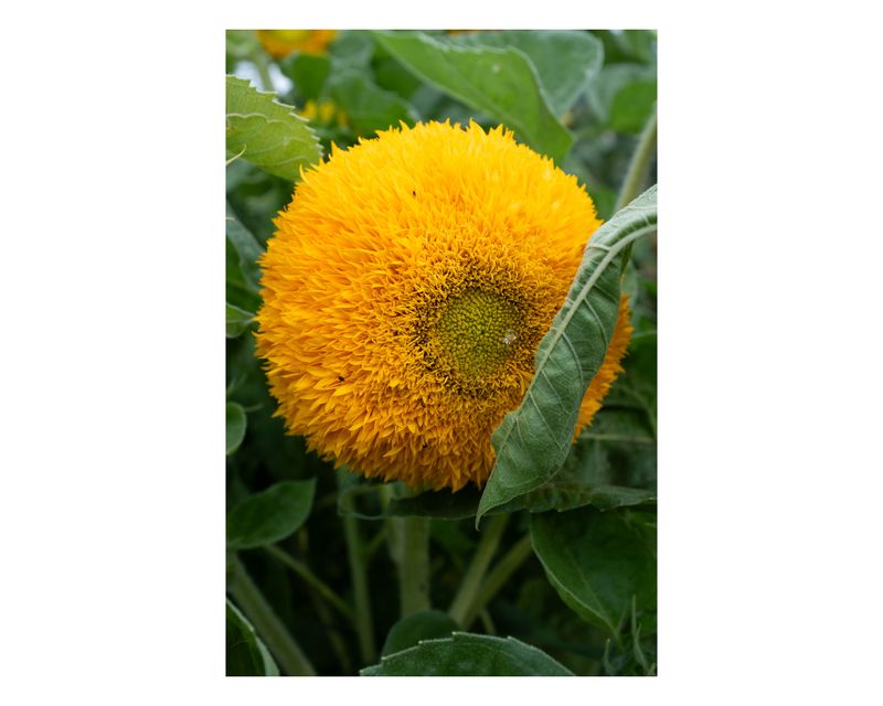 © Francesca Cirilli - Image from the Pregnant with all the seasons photography project