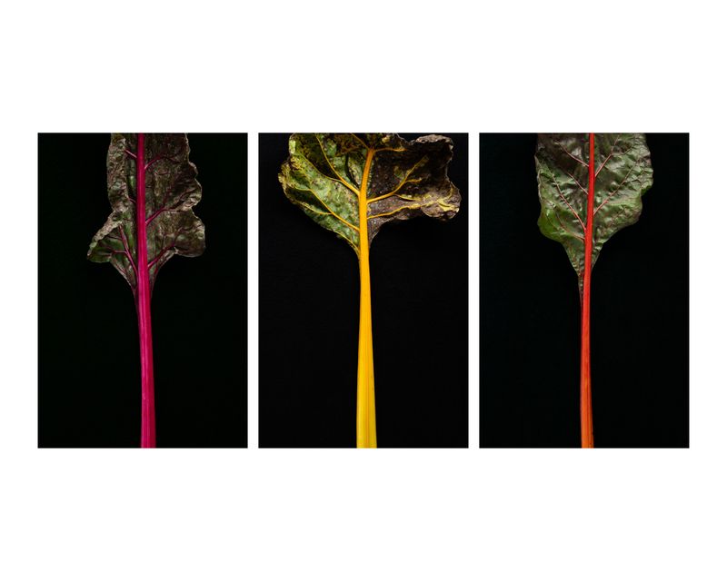 © Francesca Cirilli - Image from the Pregnant with all the seasons photography project