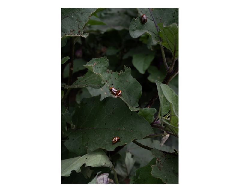 © Francesca Cirilli - Image from the Pregnant with all the seasons photography project