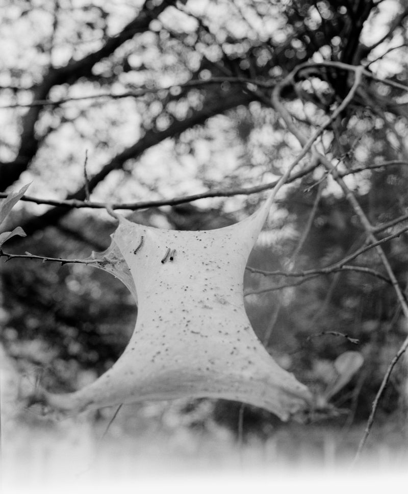 © Matt Eich - Hatching, Charlottesville, Virginia. 2016.