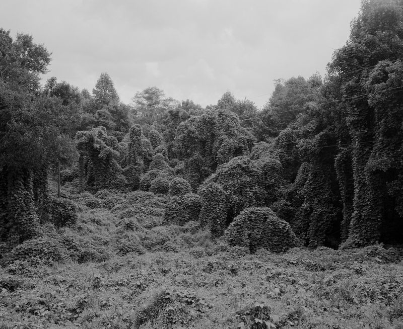 © Matt Eich - Kudzu, Buckingham, Virginia. 2016.