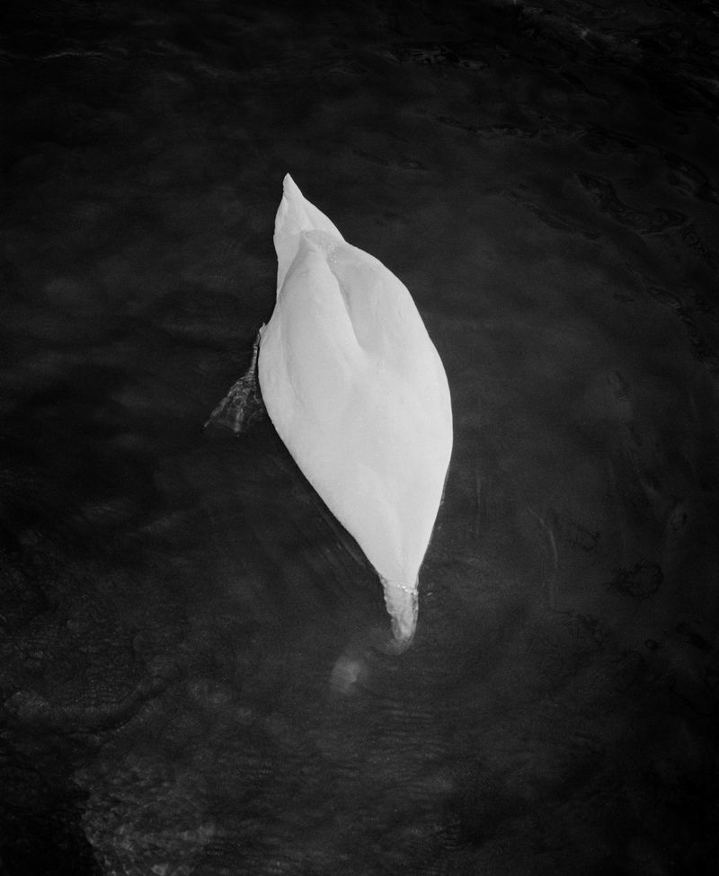 © Matt Eich - Swan, Staunton, Virginia. 2016.