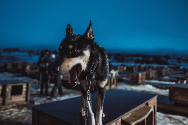 © Michele Palazzo - Image from the 300 Dogs photography project