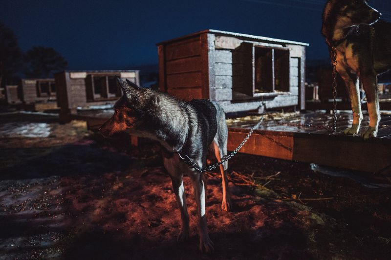 © Michele Palazzo - Image from the 300 Dogs photography project