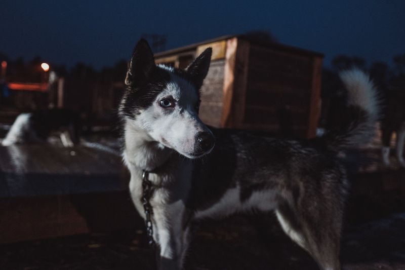 © Michele Palazzo - Image from the 300 Dogs photography project