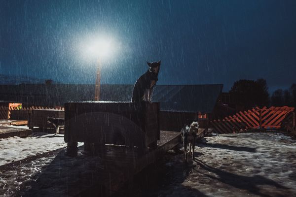 © Michele Palazzo - Image from the 300 Dogs photography project