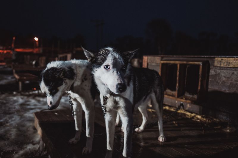 © Michele Palazzo - Image from the 300 Dogs photography project