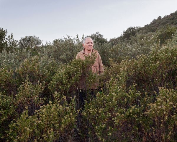 © Alessio Cabras - Image from the Eucalyptus photography project