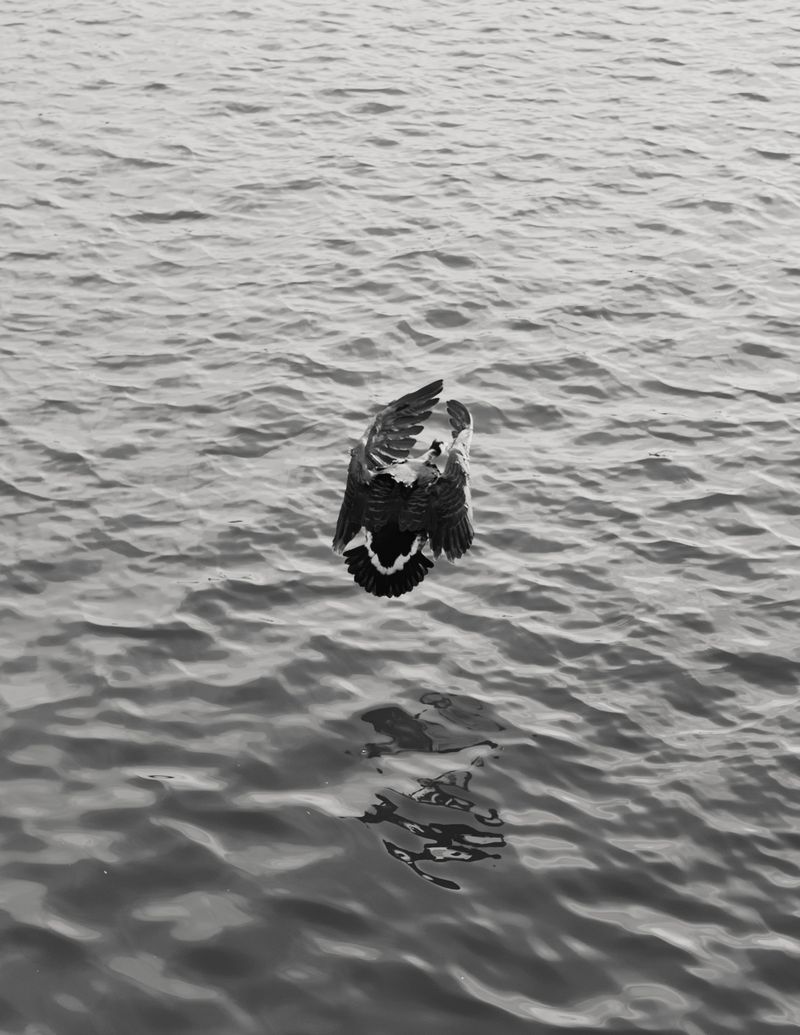 © Joselito Verschaeve - Image from the If I Call Stones Blue It Is Because Blue Is The Precise Word photography project