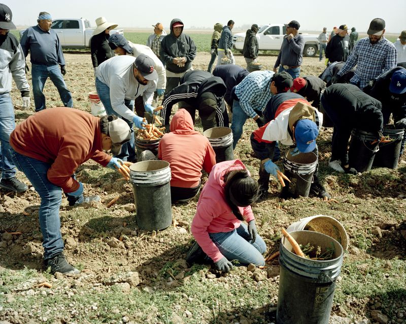 © Scott Rossi - Farm workers of Numhems Farms harvesting a carrot crop in Calipatria, CA. 2025