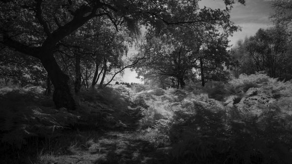 © Katrina Whitehead - Image from the Exquisite Corpse photography project