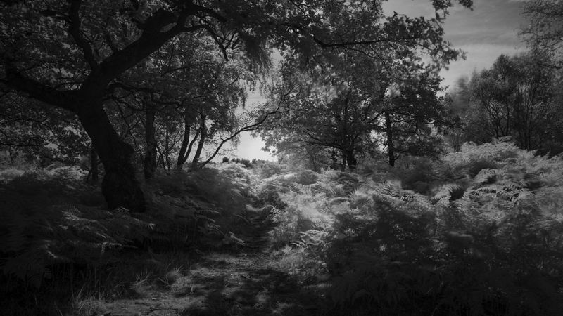 © Katrina Whitehead - Image from the Exquisite Corpse photography project