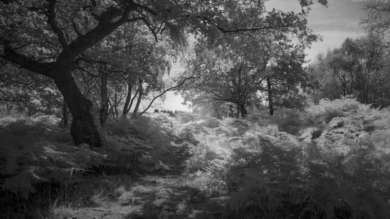 © Katrina Whitehead - Image from the Exquisite Corpse photography project