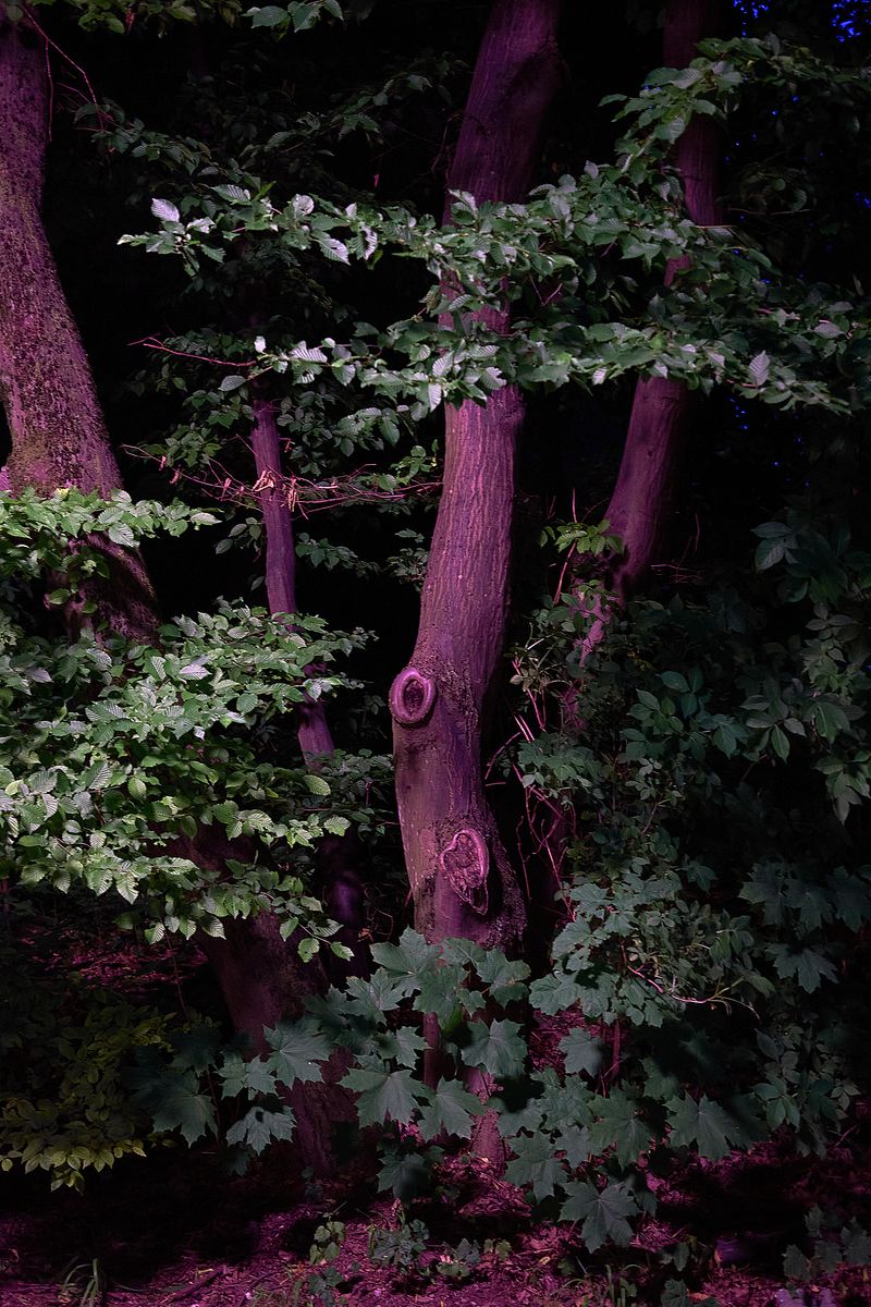 © Jens Masmann - Dark Woods