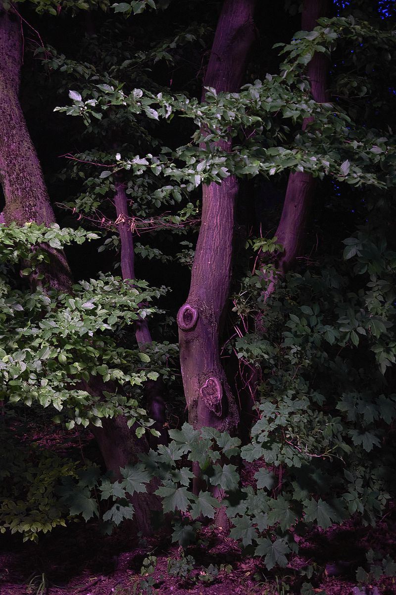 © Jens Masmann - Dark Woods