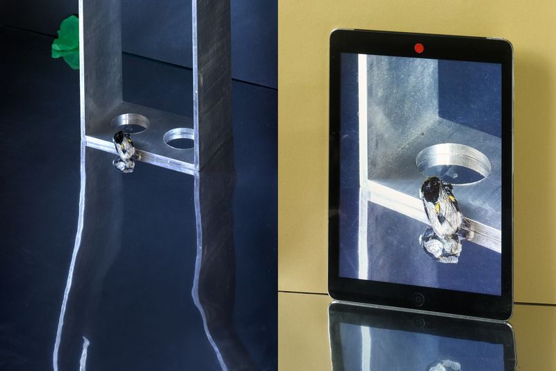 © Jens Masmann - Dumbledore