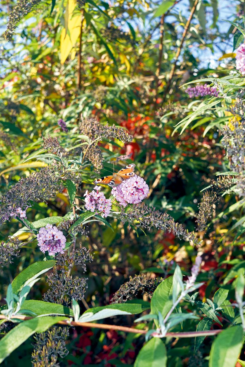 © Jens Masmann - Where the bee sucks, there suck I