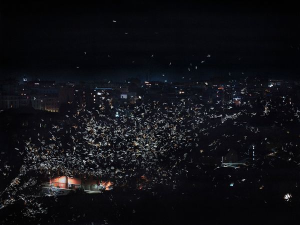 © Nunzia Pallante - Heracleum