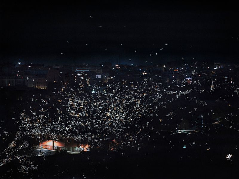 © Nunzia Pallante - Heracleum