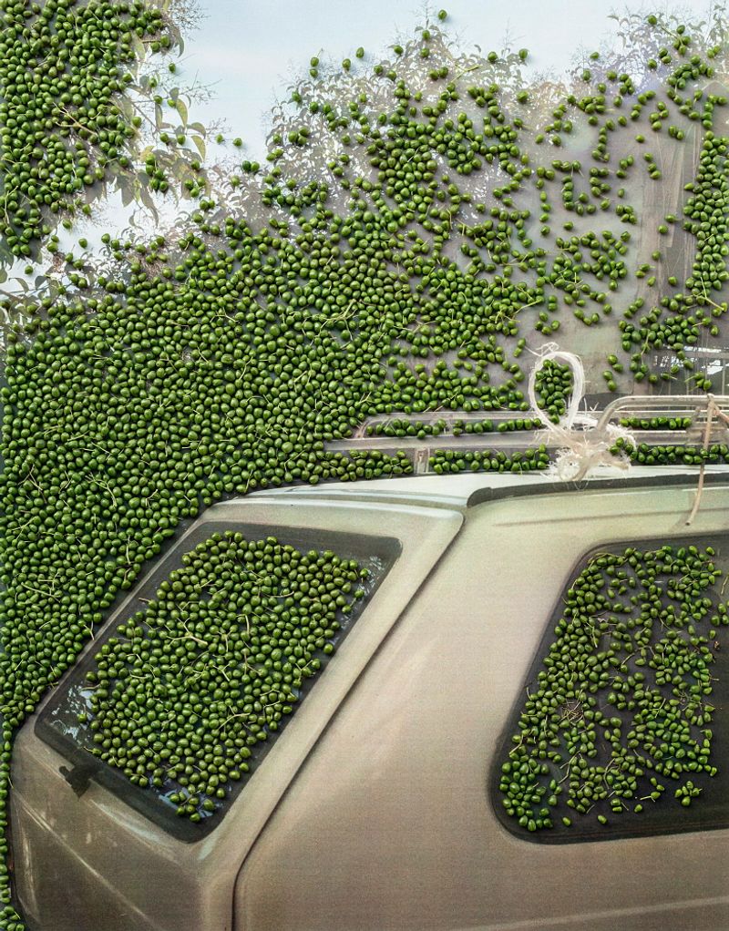 © Nunzia Pallante - Image from the Ortipedie photography project